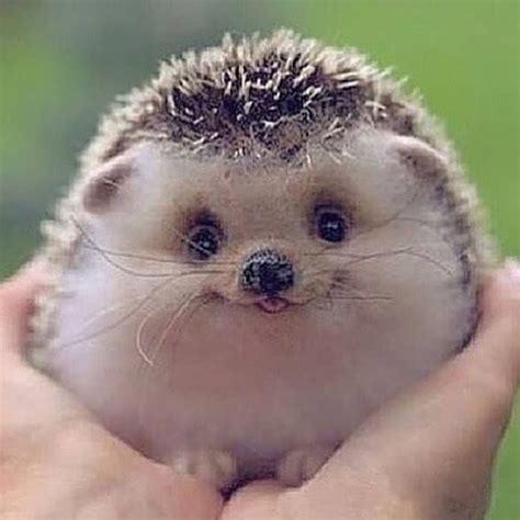 bébé hérisson | Funny hedgehog, Funny animals, Cute baby animals