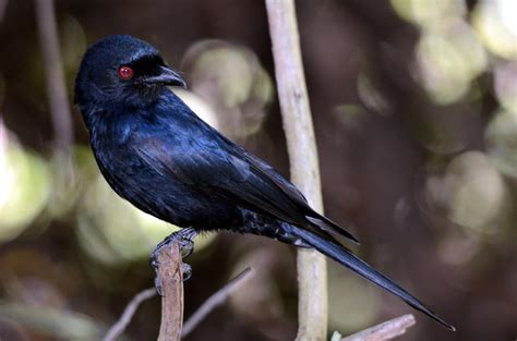 Fork- tailed Drongo - Birds - South Africa