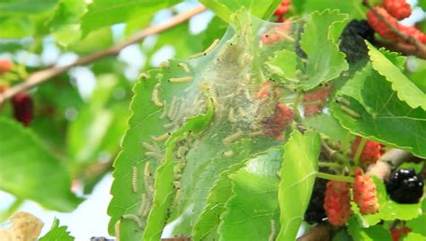 Caterpillar eating a leaf image - Free stock photo - Public Domain photo - CC0 Images