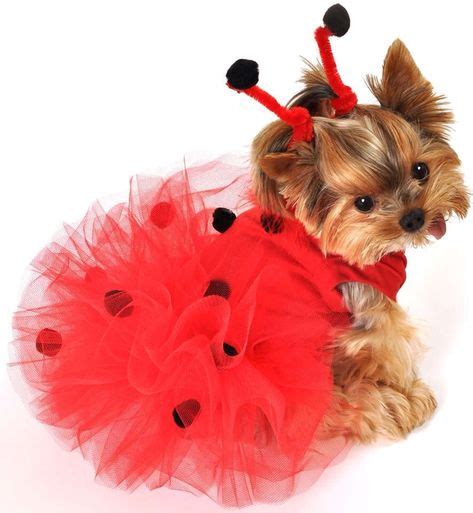 Wishing I had a female yorkie lol | Puppy halloween costumes, Pet halloween costumes, Dog ...