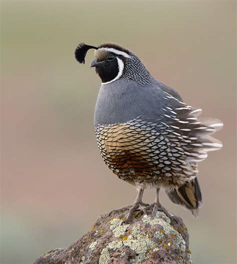 California Quail | Audubon Field Guide