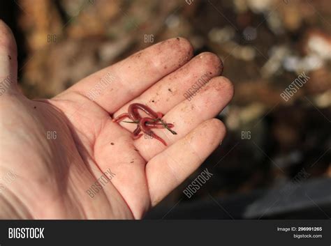 Red Worms Compost - Image & Photo (Free Trial) | Bigstock