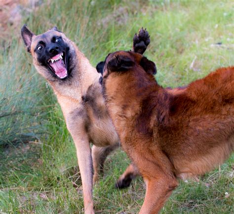 “Max” the movie and Malinois – Talented Animals Blog