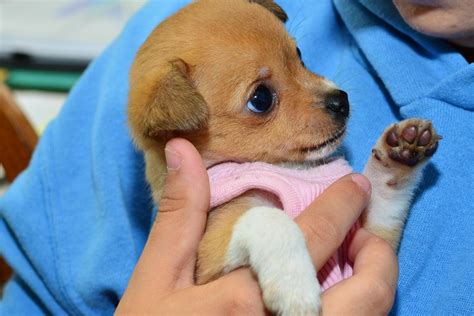 Puppies Up For Adoption In Richmond Va - Virginia Dog Rescue Adoptions Rescue Me - Saturday ...