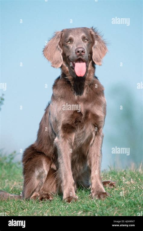 Long haired Weimaraner Stock Photo - Alamy