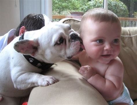 Dog Kisses Baby 2 - 1Funny.com