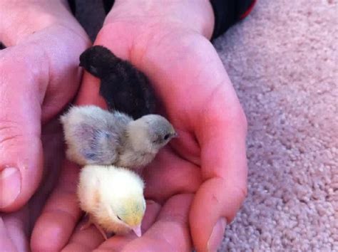 Button quail chicks http://ift.tt/2EC382r | Button quail, Quail, Fluffy animals