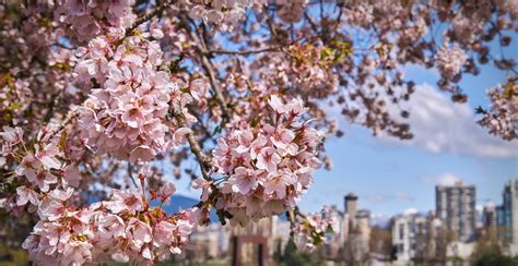 Vancouver's Cherry Blossom Festival is returning for Spring 2018 ...