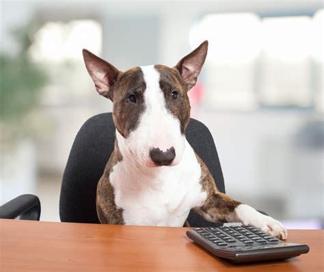 Dog-Friendly Office: FIVE Benefits Of Dogs In A Work Environment! - DogWatch Of Southeast Michigan