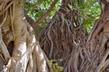 Banyan Tree Free Stock Photo - Public Domain Pictures