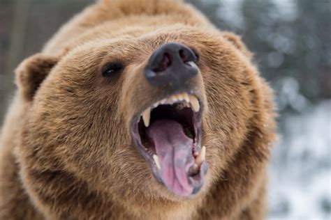 Bear Roaring Images – Browse 40,840 Stock Photos, Vectors, and Video ...