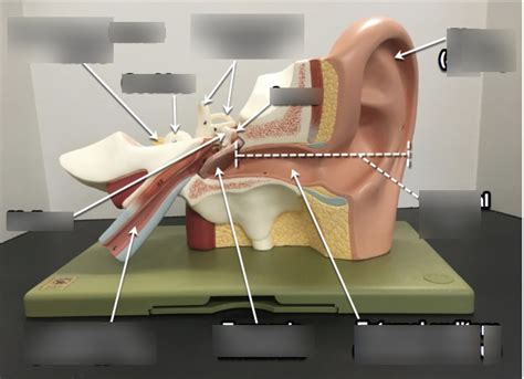 Ear Model Diagram | Quizlet