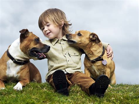 NUNCAJAMAS COCKER: TRES DE CADA CUATRO DUEÑOS DE PERROS BESA A DIARIO A SU MASCOTA