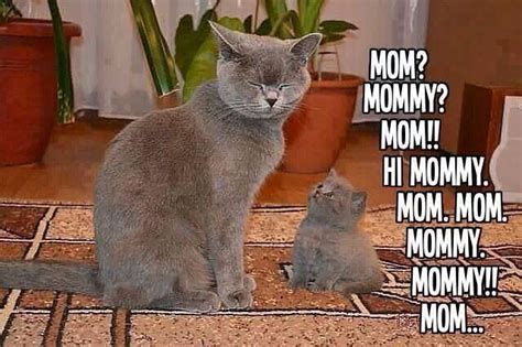 Cat & kitten mom saying funny | Funny cat memes, Funny animal pictures, Funny animals