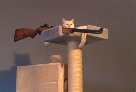 Cat with gun Meme Generator