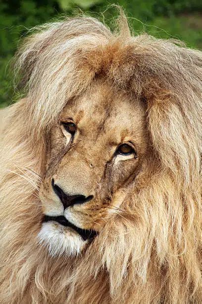 6 Different Types of Lions Around the World