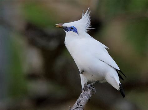 Bali Myna - eBird