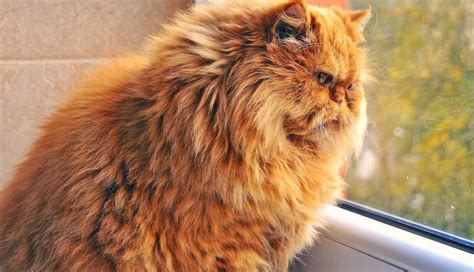 5 Signs Your Cat is Overweight