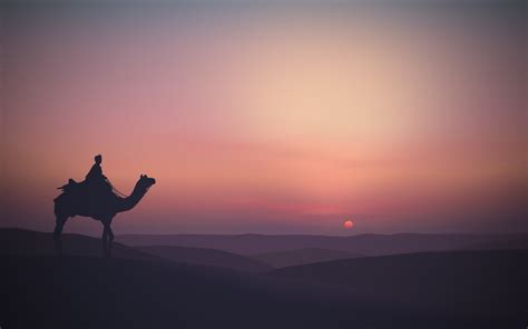 Silhouette of camel on desert, animals, landscape, silhouette, Sun HD ...