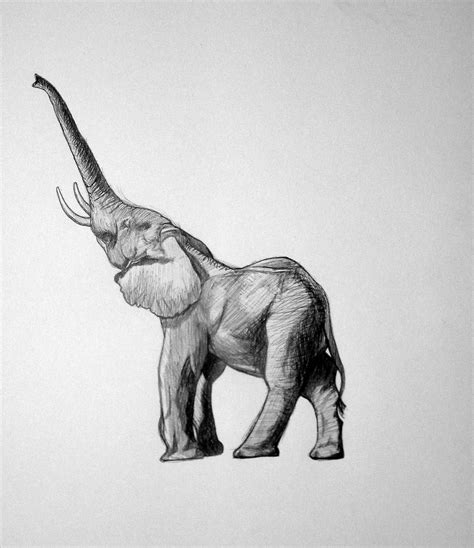 Elephant Drawing - Cliparts.co