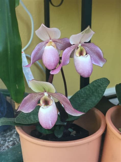 Paphiopedilum orchid care >> Orchids-care.info