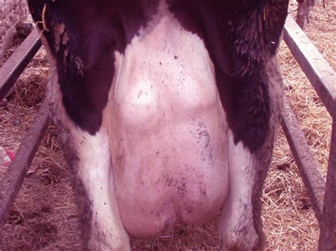 Mastitis Disease: How to Control Diseases & Save Animals