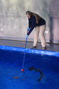 How to feed a shark - Point Defiance Zoo & Aquarium