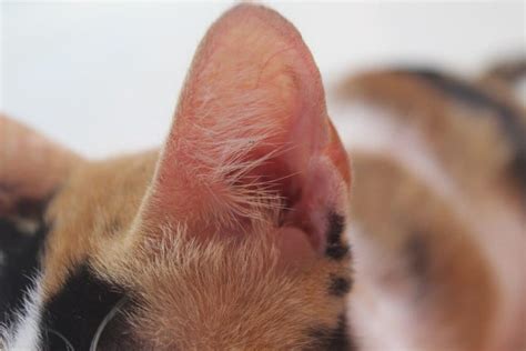 How Many Muscles Are In A Cat’s Ear? Plus What Can Cats Hear?