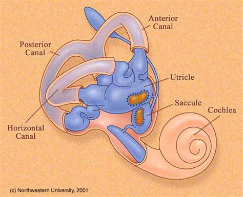 耳石器.卵形嚢(utricle) と球形嚢(saccule)