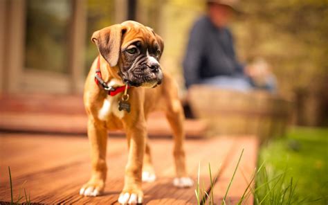 Download wallpapers Boxer Dog, puppy, pets, cute animals, bokeh, dogs, Boxer for desktop with ...