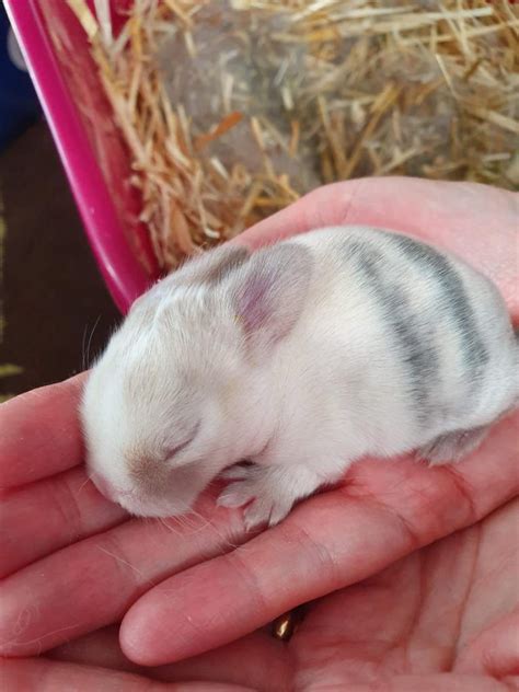 baby mini lop rabbits for sale in LE3 Leicester für 45,00 £ zum Verkauf | Shpock DE