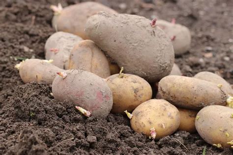 Potato varieties: The best 34 varieties and names from floury to waxy | Vegetable garden 2024