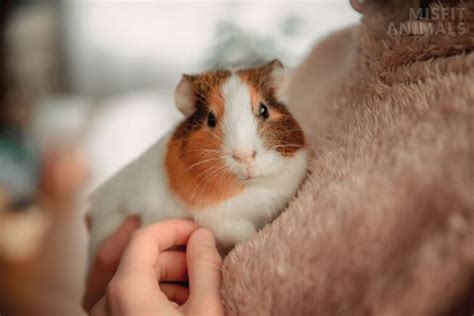 Best Pet Rodents: 8 Types Of Rodents To Keep As Pets