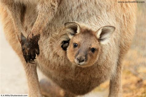 Are Marsupials Mammals (And Why)? Marsupials Vs Placental Mammals