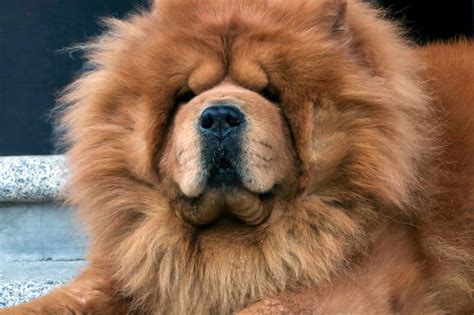 20 Chow Chow Mixed Breeds: Distinguished Doggos