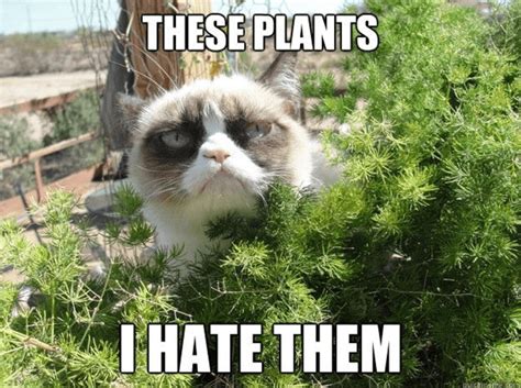 Grumpy cat goes outdoors | Owned.com