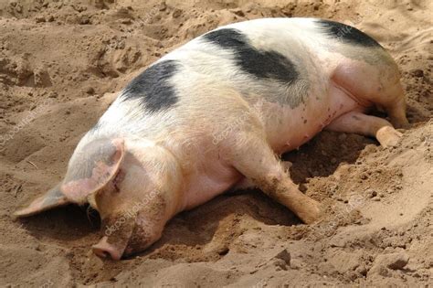 Sleeping pig Stock Photo by ©siebenla 16117475