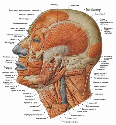 The Expressive Figure: Levator Labii Superioris and Corrugator muscles