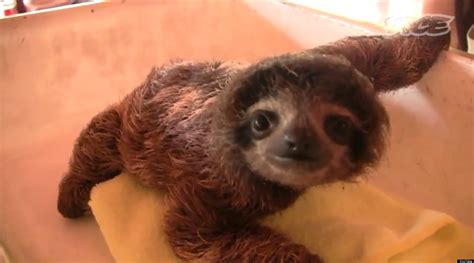 Cute Baby Sloths Taking A Bath / Sloths Only Poop Once A Week But They Make It A Good One ...