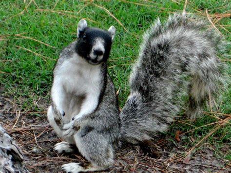 https://flic.kr/p/5udEUT | Fox Squirrel | This is a resident fox squirrel in Daufuskie Island ...