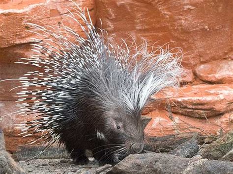 Can Porcupines Shoot Their Quills? (Answered) - Wildlife Informer