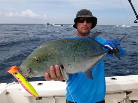 Bluefin Trevally Photos - Panama Fish Species - Come Fish Panama