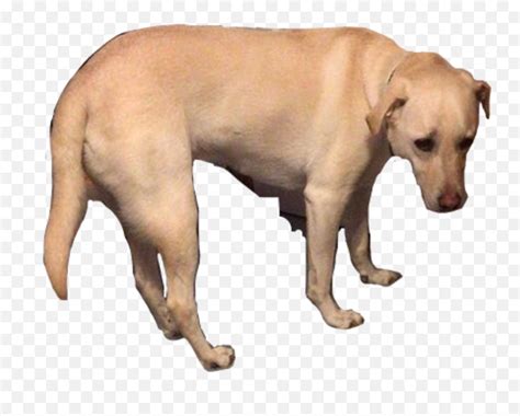 Saddog Sad Dog Freetoedit - Labrador Retriever Emoji,Sad Dog Emoji - free transparent emoji ...