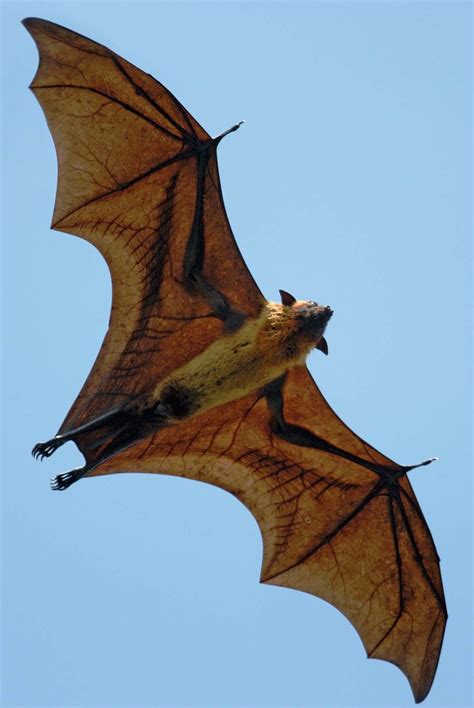 Giant Australian Bat