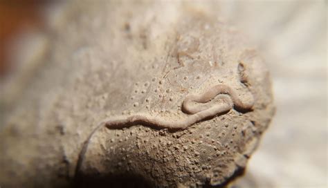 Fossilized cretaceous sea worm? - Fossil ID - The Fossil Forum