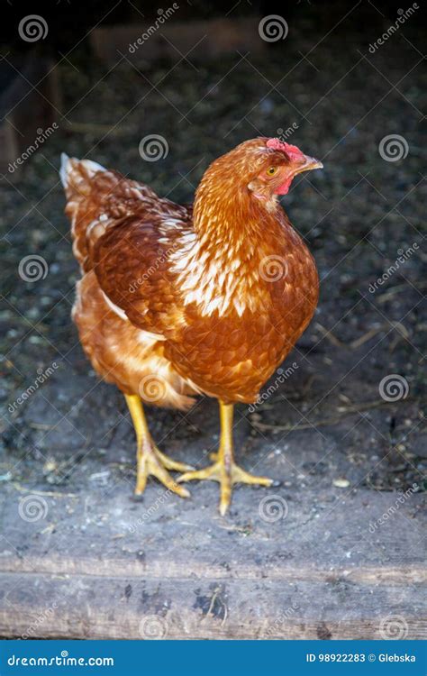 Cute Brown Chicken Coop is on Verge Stock Image - Image of beak, cage ...