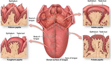 Transient lingual papillitis or lie bumps causes and lie bumps treatment