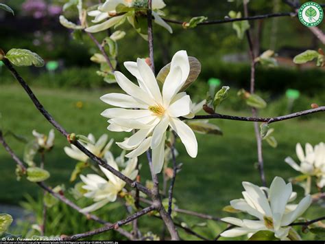 Magnolia duża Gold star - Magnolia Gold star