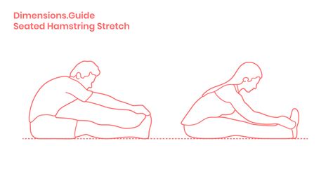 Seated Hamstring Stretch Dimensions & Drawings | Dimensions.Guide