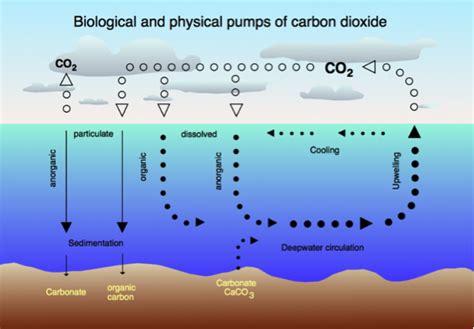 Scientific Principles - Ocean Acidification